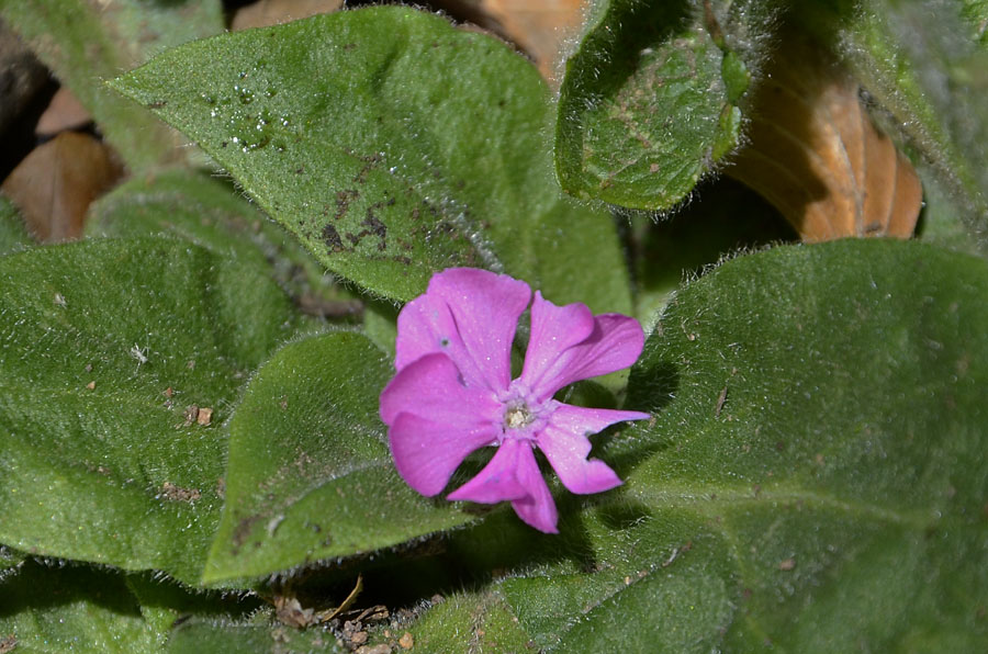 Fioritura ottobre, Silene dioica